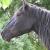 whywishesarehorses
