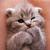 KittyPeri14