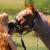 horsey2